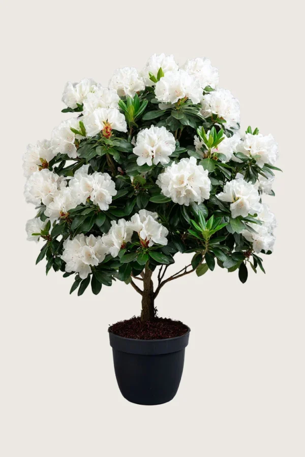Hvid Rhododendron 200cm Vel forgrenet | Plantinavia