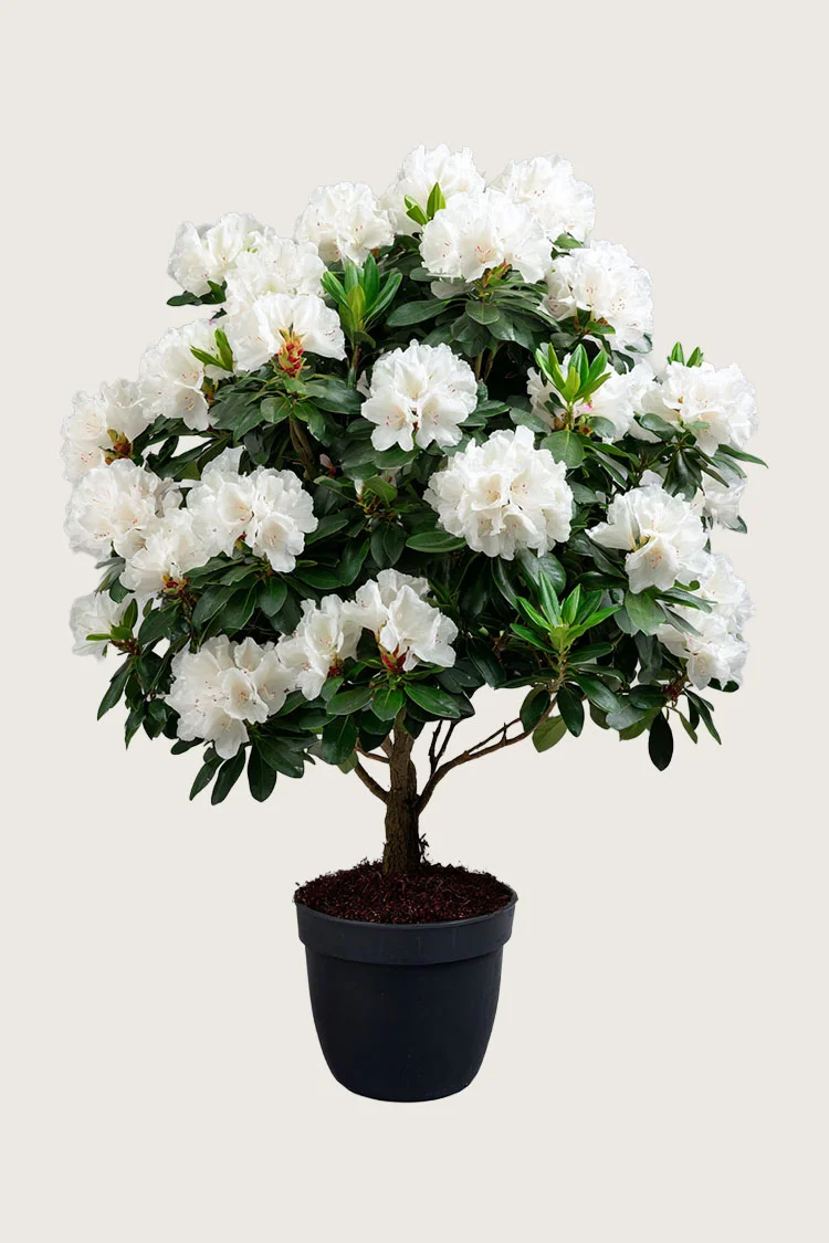 Hvid Rhododendron 250cm Vel forgrenet | Plantinavia