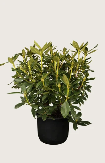 Hvid Rhododendron 80cm Forgrenet | Plantinavia