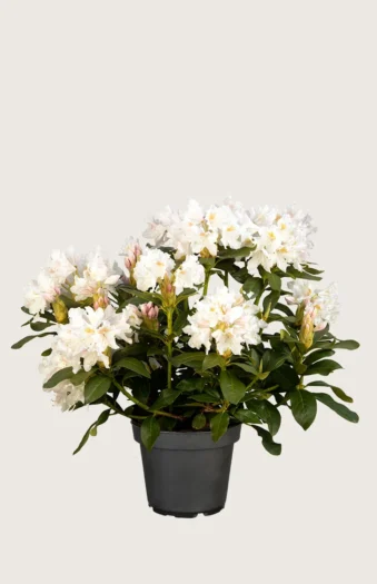Hvid Rhododendron 40cm Vel forgrenet | Plantinavia