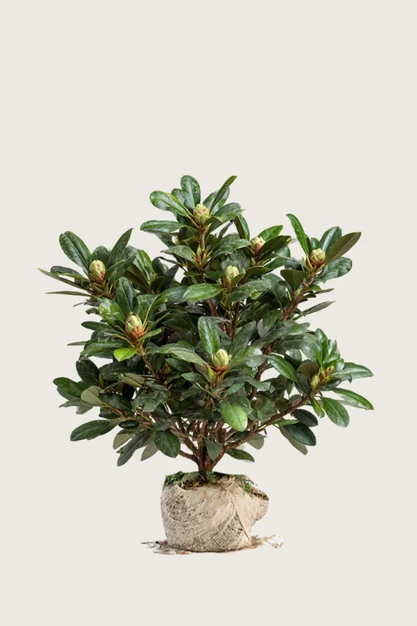 Hvid Rhododendron 60cm Forgrenet | Plantinavia