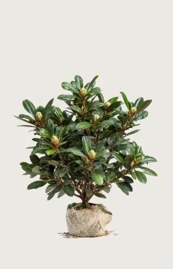 Hvid Rhododendron 80cm Forgrenet | Plantinavia