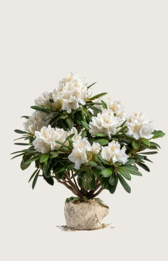 Hvid Rhododendron 120cm Vel forgrenet | Plantinavia
