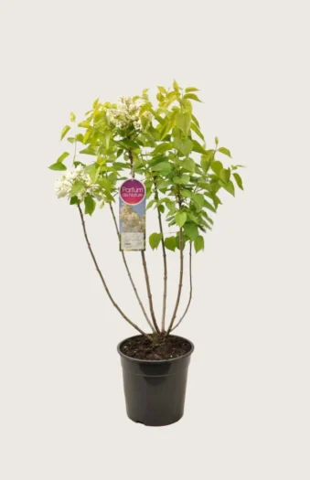 Hvid Syren 100cm Vel forgrenet | Plantinavia