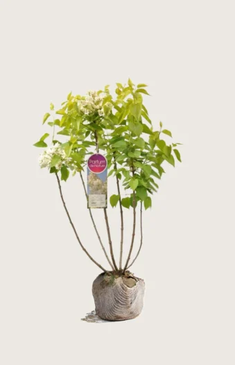 Hvid Syren 80cm Vel forgrenet | Plantinavia