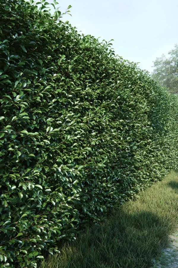 Japansk kristtorn 'Kanehirae'