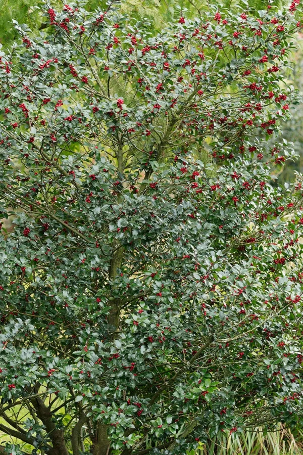 Almindelig kristtorn