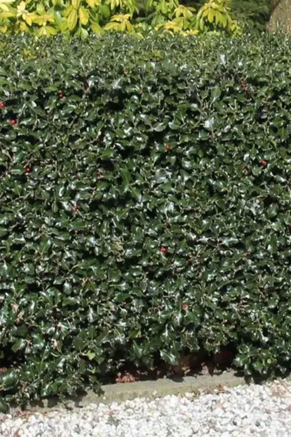 Blå Kristtorn Blue Maid