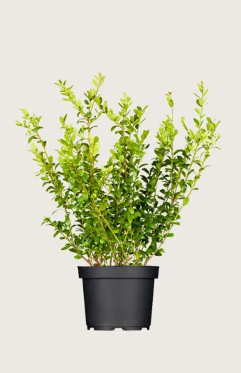 Japansk kristtorn 'Blondie' 125cm Forgrenet | Plantinavia