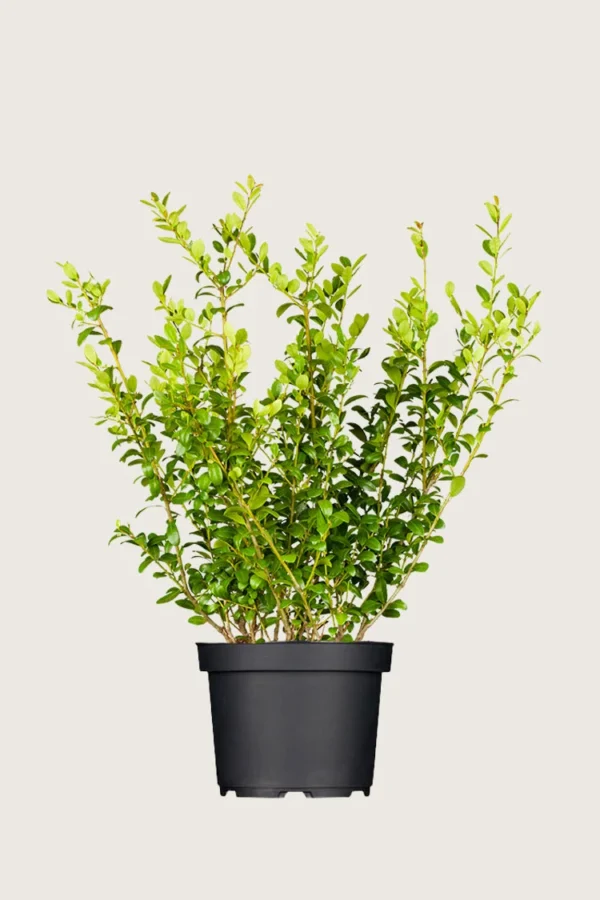 Japansk kristtorn 'Blondie' 125cm Forgrenet | Plantinavia