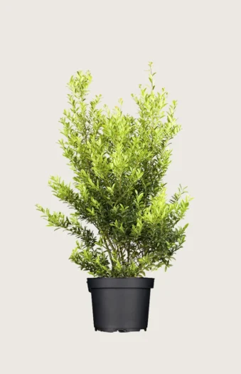 Japansk kristtorn 'Blondie' 125cm Vel forgrenet | Plantinavia