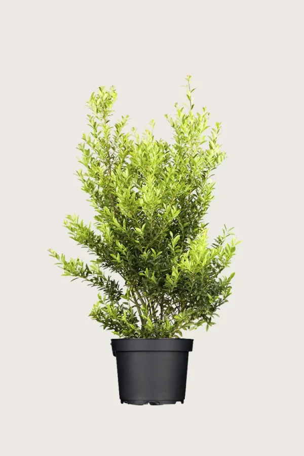 Japansk kristtorn 'Blondie' 150cm Vel forgrenet | Plantinavia