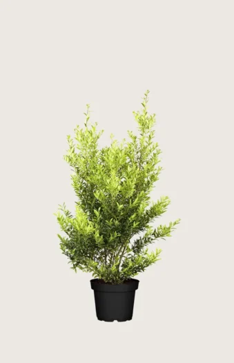 Japansk kristtorn 'Blondie' 80cm Vel forgrenet | Plantinavia