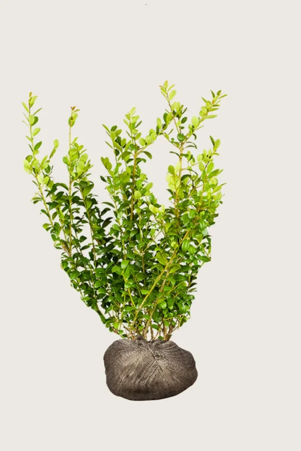 Japansk kristtorn 'Blondie' 150cm Forgrenet | Plantinavia