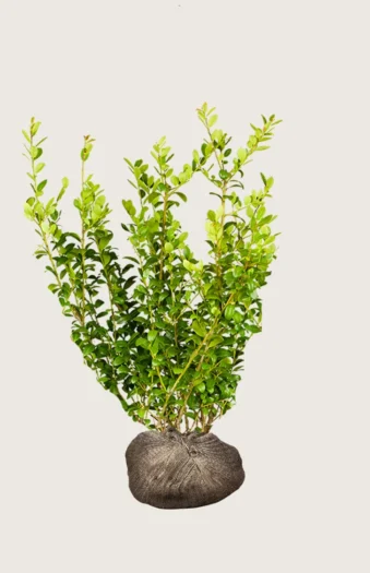 Japansk kristtorn 'Blondie' 175cm Forgrenet | Plantinavia