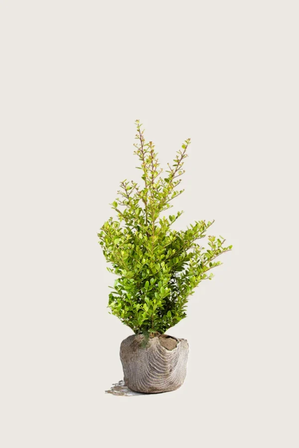 Japansk kristtorn 'Blondie' 60cm Outlet | Plantinavia