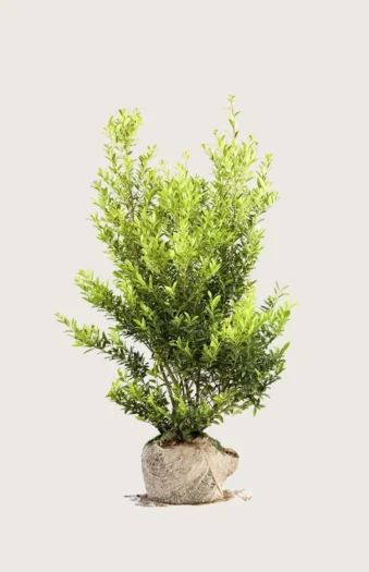 Japansk kristtorn 'Blondie' 150cm Vel forgrenet | Plantinavia