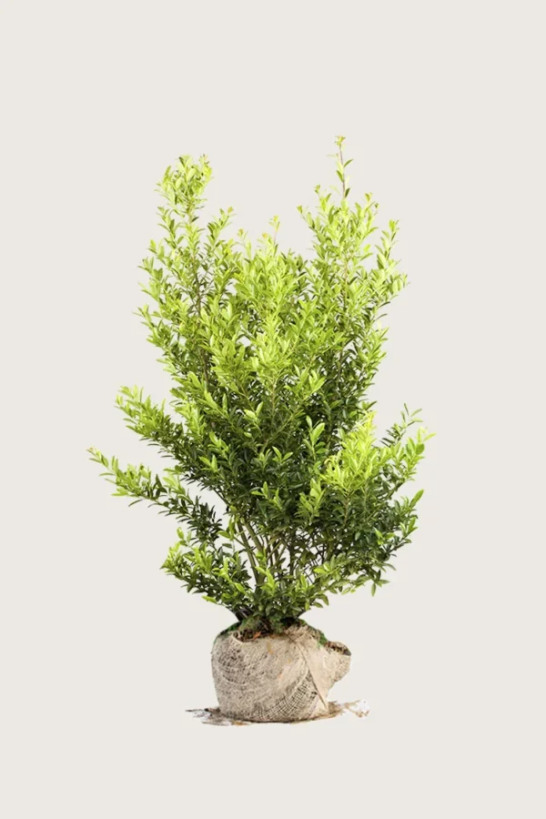 Japansk kristtorn 'Blondie' 175cm Vel forgrenet | Plantinavia