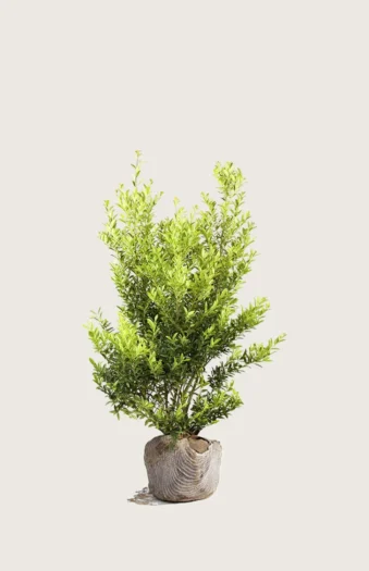 Japansk kristtorn 'Blondie' 80cm Vel forgrenet | Plantinavia