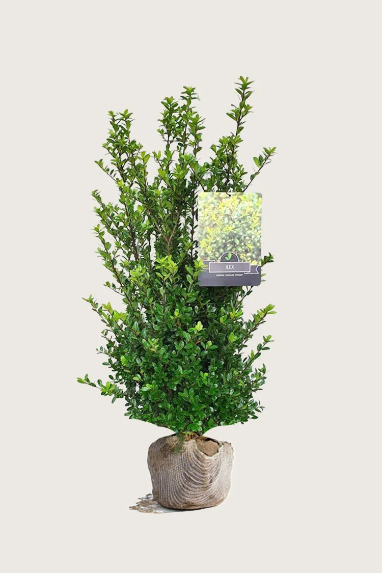 Japansk kristtorn 'Caroline Upright' 200cm Forgrenet | Plantinavia