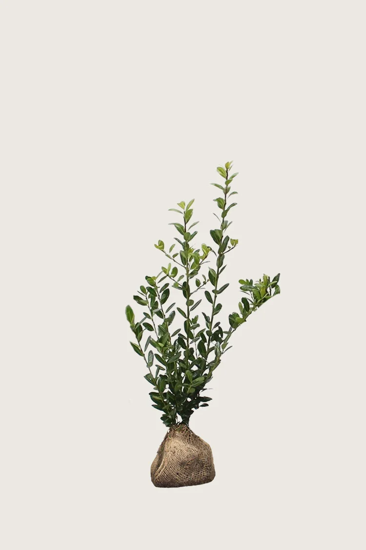 Japansk kristtorn 'Caroline Upright' 80cm Forgrenet | Plantinavia