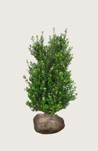 Japansk kristtorn 'Caroline Upright' 150cm Vel forgrenet | Plantinavia