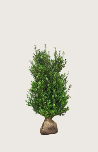 Japansk kristtorn 'Caroline Upright' 40cm Vel forgrenet | Plantinavia