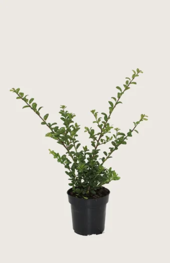 Japansk kristtorn 'Convexa' 40cm Forgrenet | Plantinavia