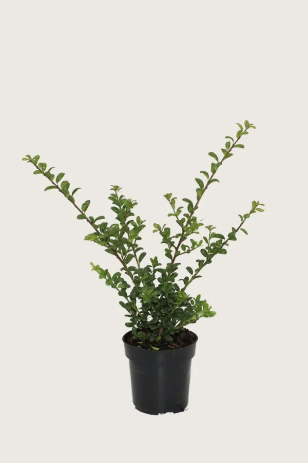 Japansk kristtorn 'Convexa' 80cm Forgrenet | Plantinavia