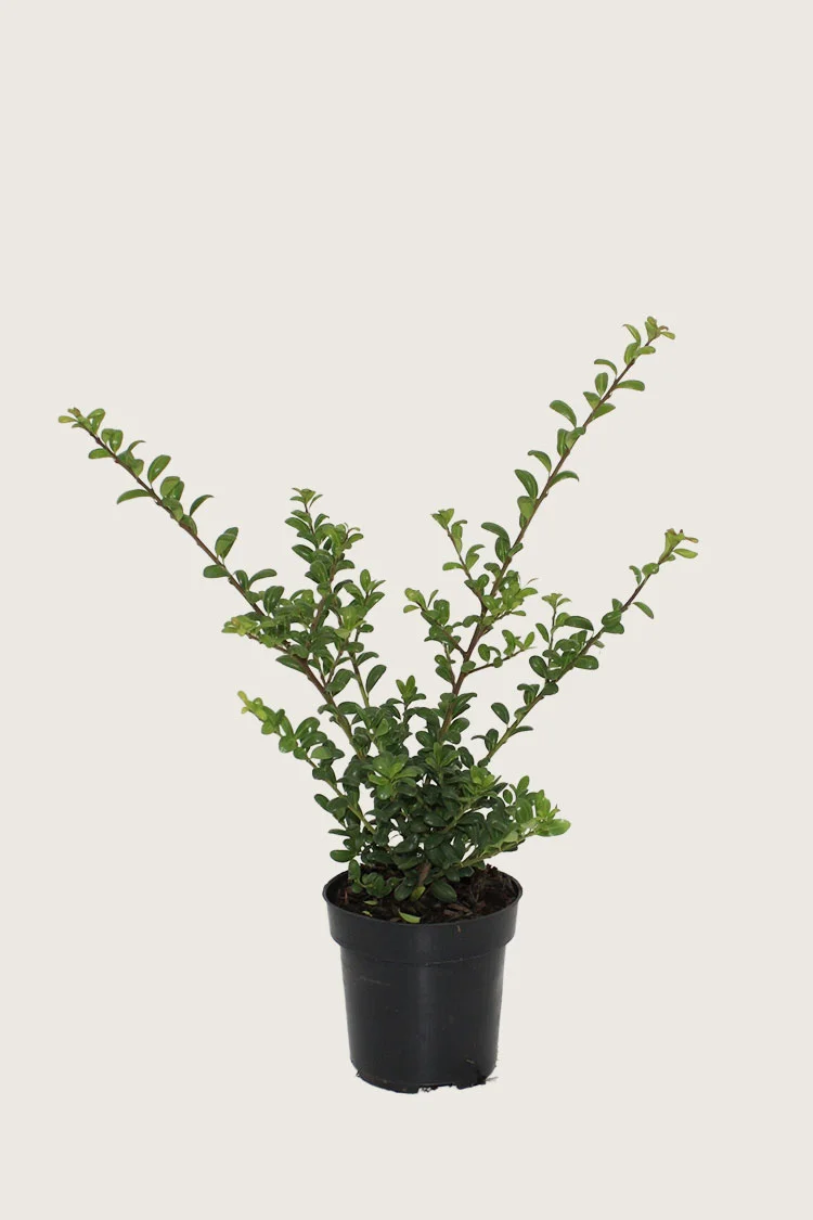 Japansk kristtorn 'Convexa' 80cm Forgrenet | Plantinavia