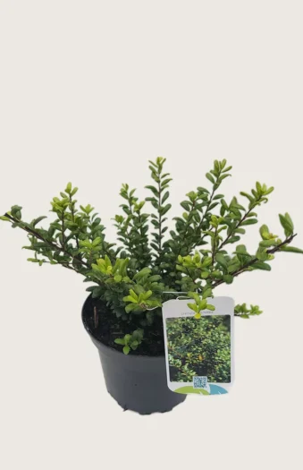 Japansk kristtorn 'Convexa' 60cm Outlet | Plantinavia