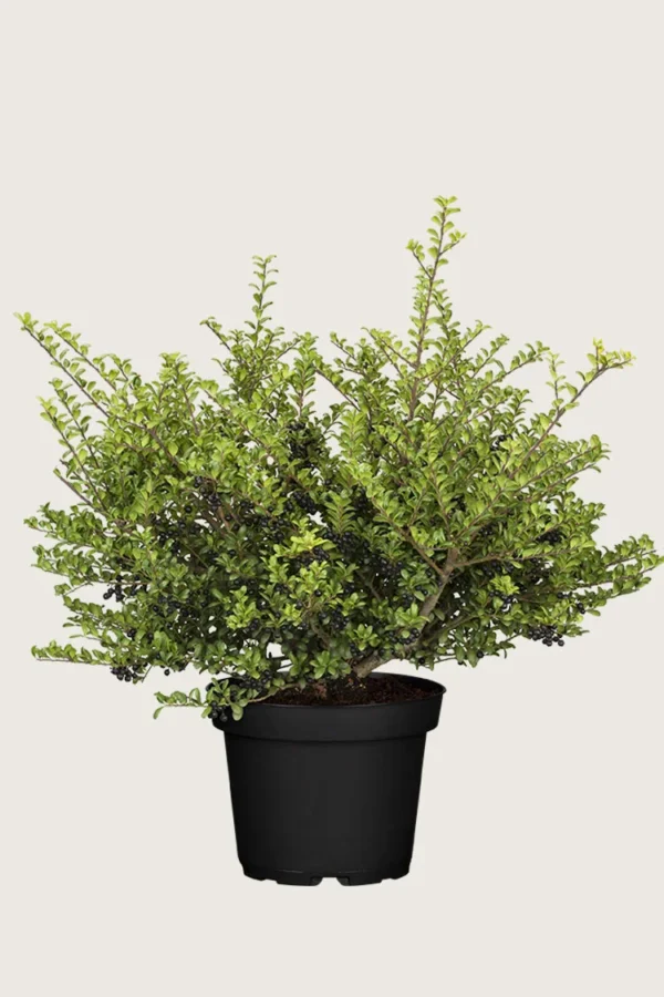 Japansk kristtorn 'Convexa' 150cm Vel forgrenet | Plantinavia