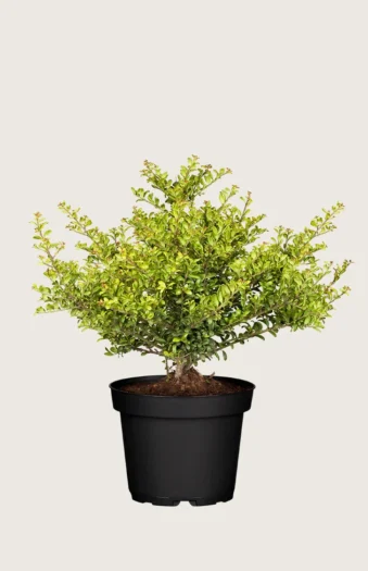 Japansk kristtorn 'Convexa' 60cm Vel forgrenet | Plantinavia