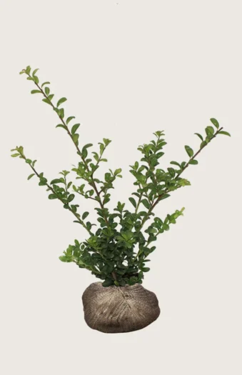 Japansk kristtorn 'Convexa' 175cm Forgrenet | Plantinavia