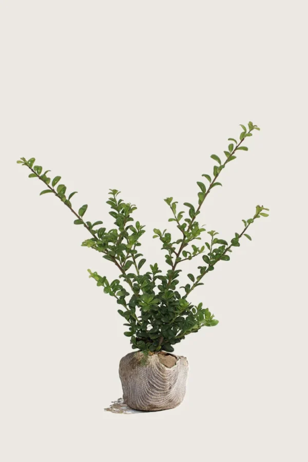 Japansk kristtorn 'Convexa' 40cm Forgrenet | Plantinavia