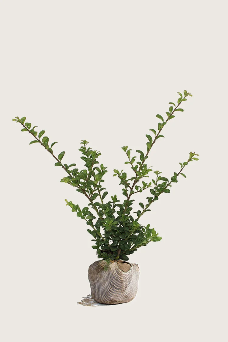 Japansk kristtorn 'Convexa' 60cm Forgrenet | Plantinavia