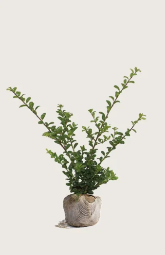 Japansk kristtorn 'Convexa' 80cm Forgrenet | Plantinavia