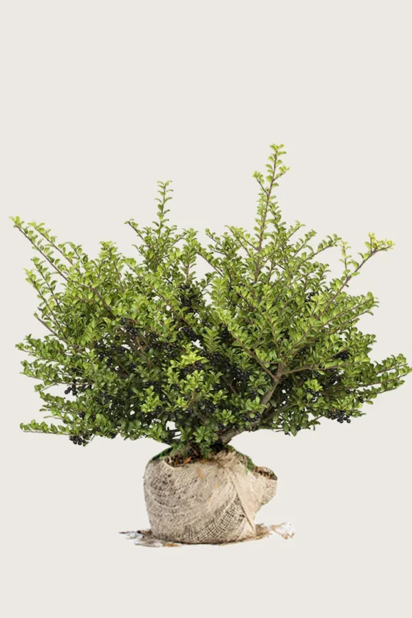 Japansk kristtorn 'Convexa' 150cm Vel forgrenet | Plantinavia