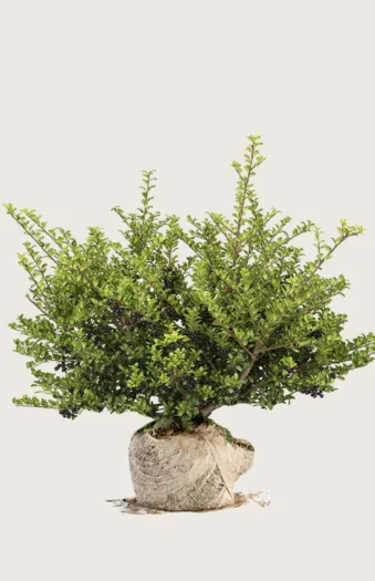 Japansk kristtorn 'Convexa' 175cm Vel forgrenet | Plantinavia