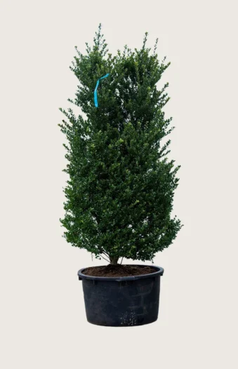 Japansk kristtorn 'Dark Green' 100cm Vel forgrenet | Plantinavia