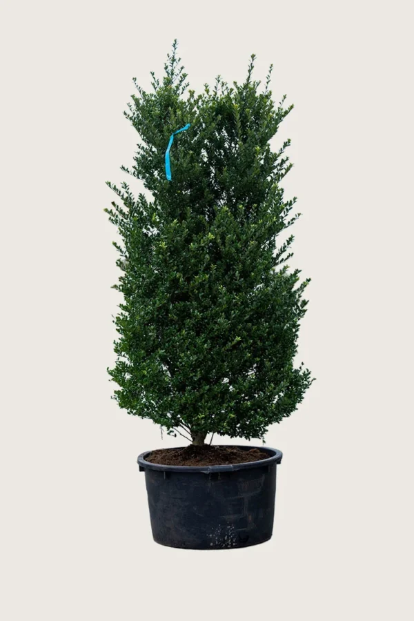 Japansk kristtorn 'Dark Green' 125cm Vel forgrenet | Plantinavia