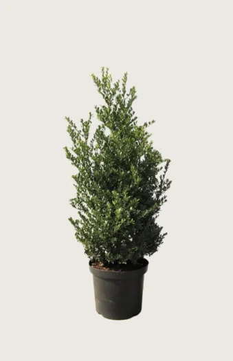 Japansk kristtorn 'Dark Green' 125cm Forgrenet | Plantinavia