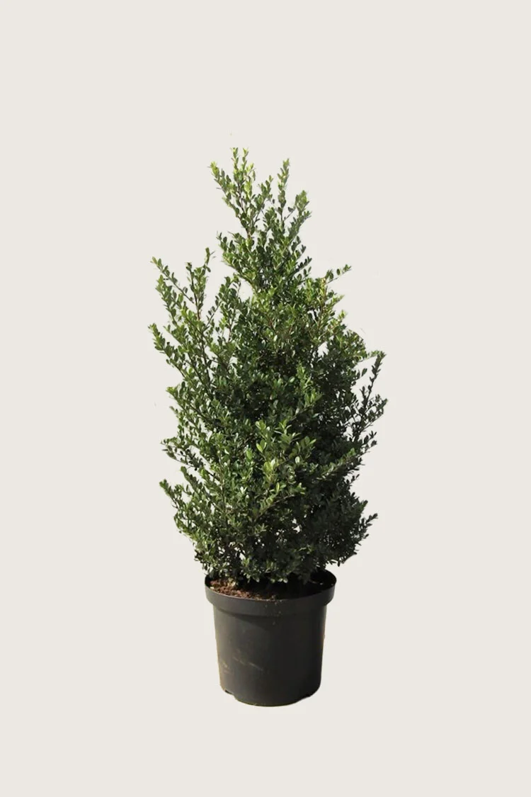 Japansk kristtorn 'Dark Green' 125cm Forgrenet | Plantinavia