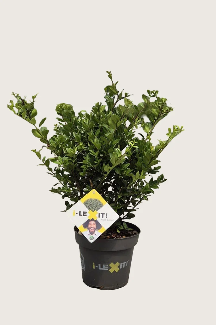 Japansk kristtorn 'Dark Green' 40cm Forgrenet | Plantinavia