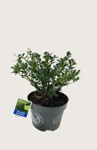 Japansk kristtorn 'Dark Green' 15cm Outlet | Plantinavia