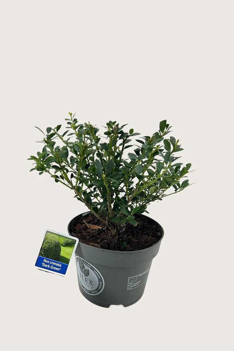 Japansk kristtorn 'Dark Green' 15cm Outlet | Plantinavia