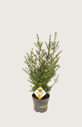 Japansk kristtorn 'Dark Green' 40cm Outlet | Plantinavia