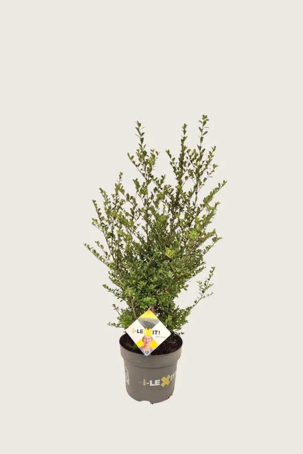 Japansk kristtorn 'Dark Green' 80cm Outlet | Plantinavia