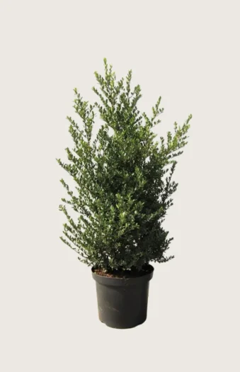 Japansk kristtorn 'Dark Green' 150cm Vel forgrenet | Plantinavia