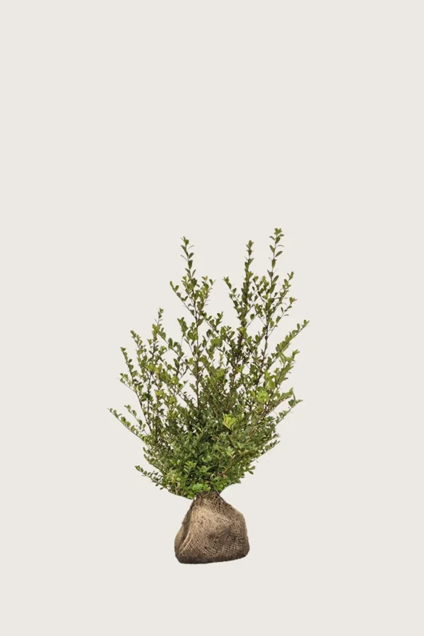 Japansk kristtorn 'Dark Green' 100cm Outlet | Plantinavia